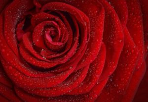 china rose palettblad